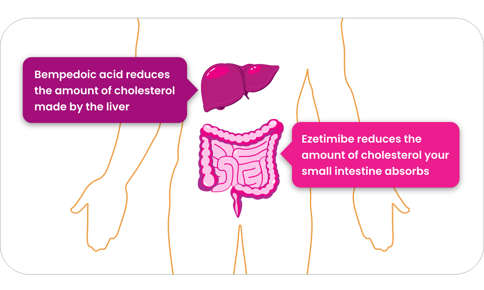 MOA image with liver & intestine